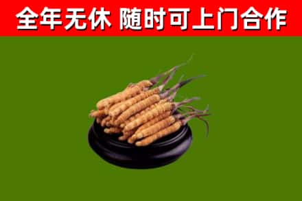海伦市烟酒回收冬虫夏草.jpg